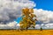 huge poplar with yellowed foliage in an autumn day