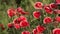 A huge poppy bush. A garden plot and a huge poppy bush. Bees and a huge poppy.