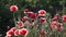 A huge poppy bush. A garden plot and a huge poppy bush. Bees and a huge poppy.