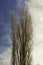 Huge Populus alba isolated with blue and white sky