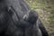 Huge and powerful gorilla, natural environment
