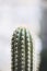 Huge prickly cactus and blurred background