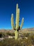 Huge prickly cactus growing in Saguaros national park in Arizona