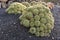 Huge prickly cactus plant in black lava stony soil, Lanzarote