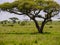 Huge pride of lions Panthera leo relaxing in and under a acacia tree, cubs try climbing or sleeping in the shadows