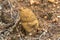 Huge Puffball mushroom fungi growing in South Australia