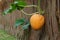 Huge pumpkin on a fence