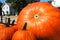 Huge Pumpkin Towers Over Smaller Ones