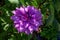 Huge purple dahlia, violet, flower, garden,
