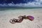 Huge purple jellyfish washed ashore