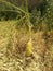 A huge radish in a yellowish sunlight beautiful