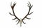 Huge red deer skull with beautiful antlers