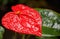 A Huge Red Laceleaf Anthurium