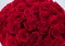 huge red roses bouquet isolated on white background. luxury Bouquet of one hundred dark ruby roses for valentines day. Celebration