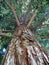 Huge Redwood Tree