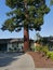 Huge redwood tree growing close to modest house