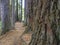 Huge redwood trees at  Hamurana Springs, Rotorua, New Zealand