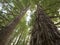 Huge redwood trees at  Hamurana Springs, Rotorua, New Zealand