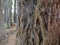 Huge redwood trees at  Hamurana Springs, Rotorua, New Zealand