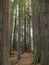 Huge redwood trees at  Hamurana Springs, Rotorua, New Zealand