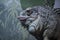 Huge reptile iguana portrait after meal