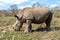 Huge rhino at Hluhluwe-Umfolozi