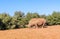 A huge rhino standing in the zoo