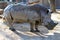 Huge rhinoceros