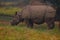 A Huge  Rhinoceros  eating  the grass  on a field