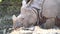 Huge rhinoceros grazing dry grass in a zoo with two adorable pigeons