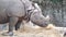 Huge rhinoceros grazing dry grass in a zoo with two adorable pigeons