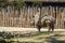 Huge rhinoceros near the fence