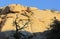 Huge Rock Formation and Tree Silhouette in Joshua Tree National Park, California