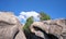 Huge rocky boulder formations high in mountains with growing trees on summer sunny day