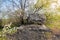 A huge rocky composition. A large textured stone of rough gray concrete on an equally large slab, surrounded by blooming spring tr