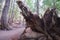 Huge roots of a fallen tree in the old coniferous forest Oregon