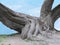 Huge roots of an old tree over blue sky