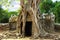 Huge roots of tree on the temple near Angkor wat