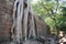 Huge roots of a tropical tree. Medieval ruins in a rainforest