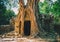 Huge roots of tropical tree on Ta Som Gate