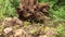 The huge roots of an uprooted tree among grass and stones in the forest. The problem of illegal logging and environmental protecti