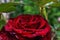 A huge rose bud on a bush against a background of leaves