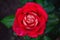 A huge rose bud on a bush against a background of leaves