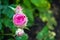 A huge rose bud on a bush against a background of leaves