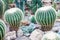 Huge round spherical cacti in the Botanical garden