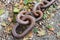 Huge rusty chain lying on wet ground with gravel and leaves