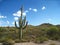 Huge Saguaro cacti at Organ Pipe Cactus National Monument.