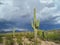 Huge Saguaro cacti at Organ Pipe Cactus National Monument.