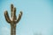 Huge Saguaro Cactus in the Sonoran Desert in Arizona USA