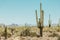 Huge Saguaro Cactus in the Sonoran Desert in Arizona USA